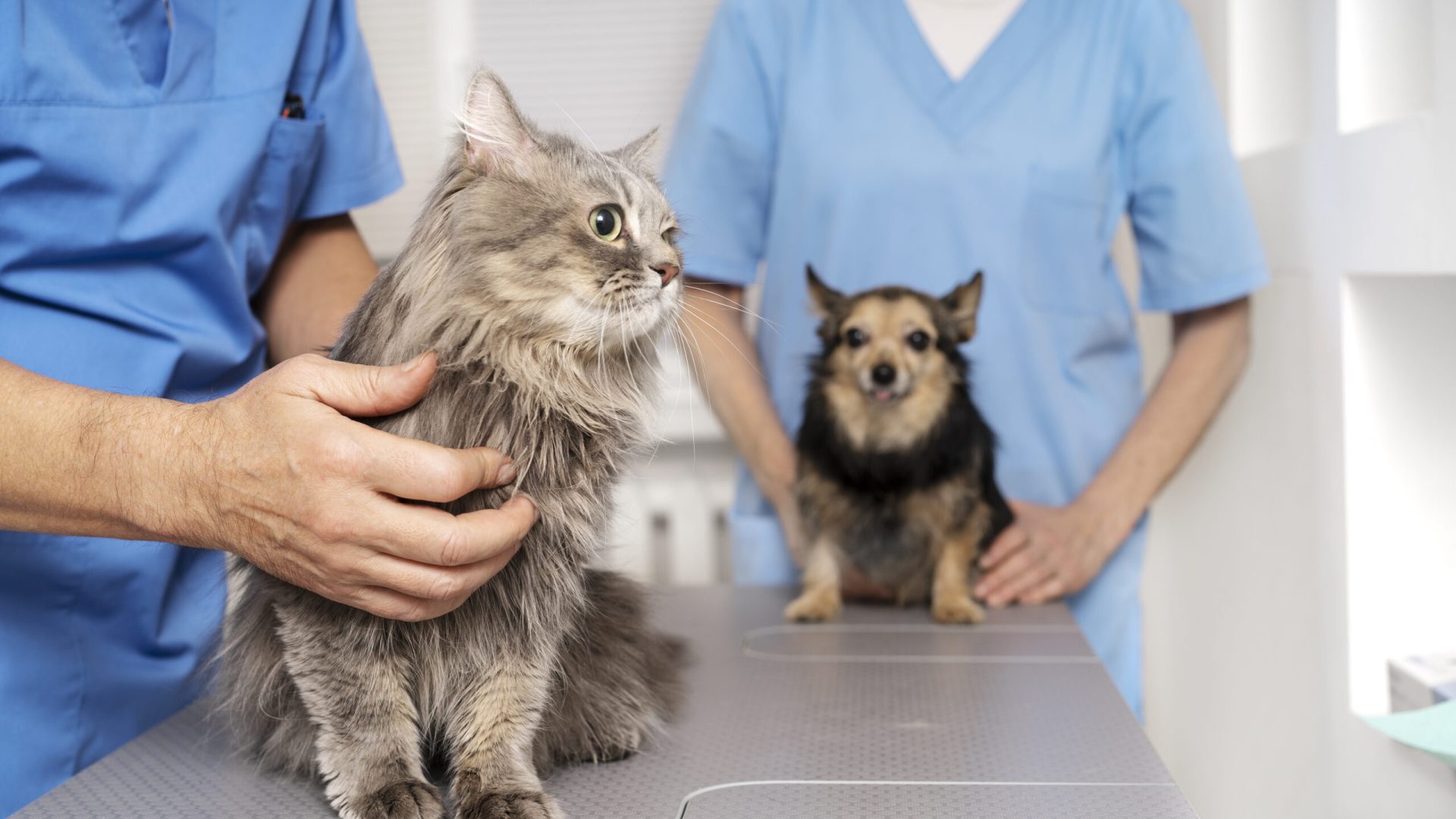close-up-veterinary-doctor-taking-care-pet