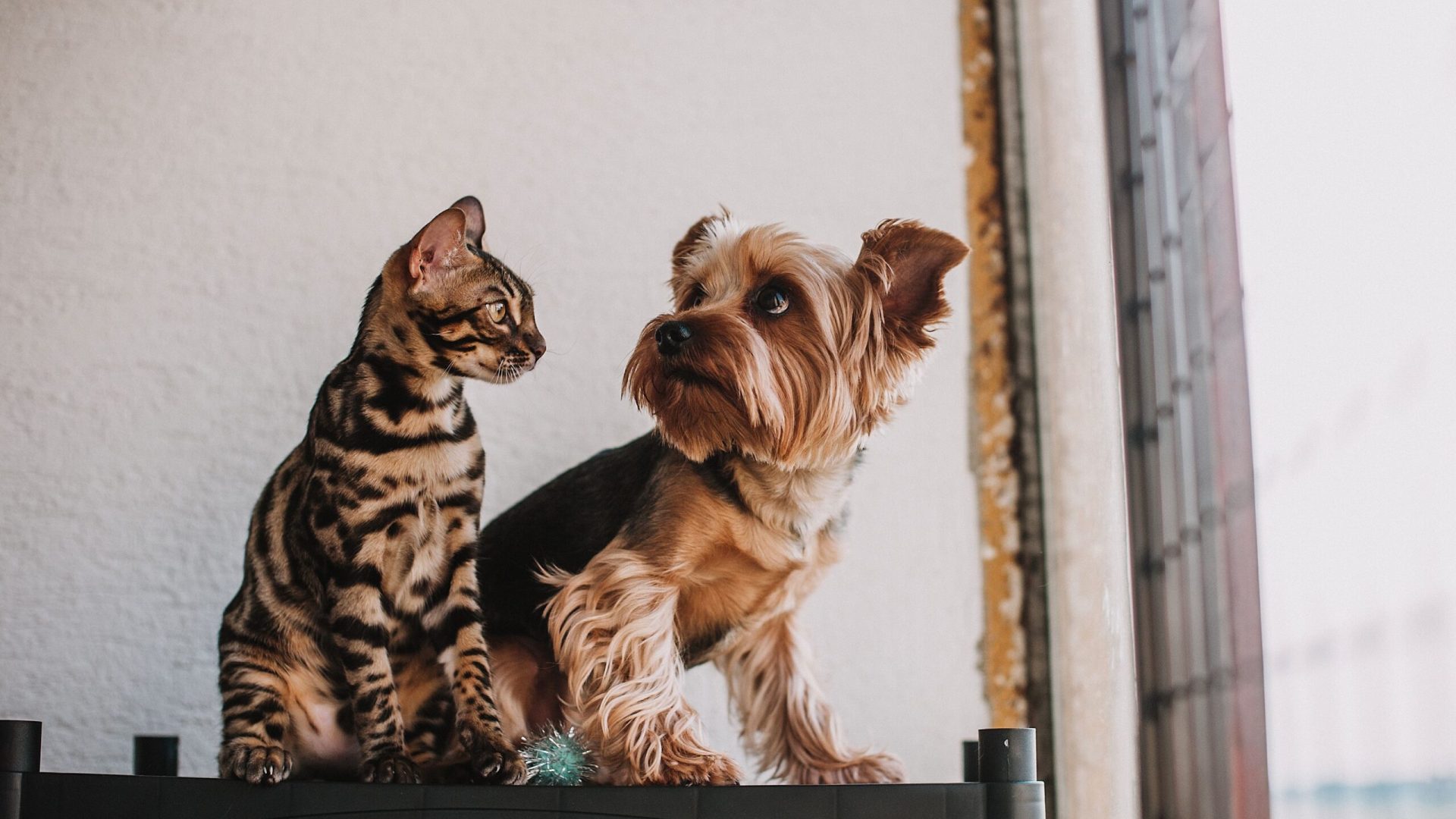 Pets, Cat and Dog